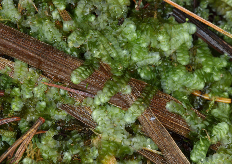 Calypogeia muelleriana